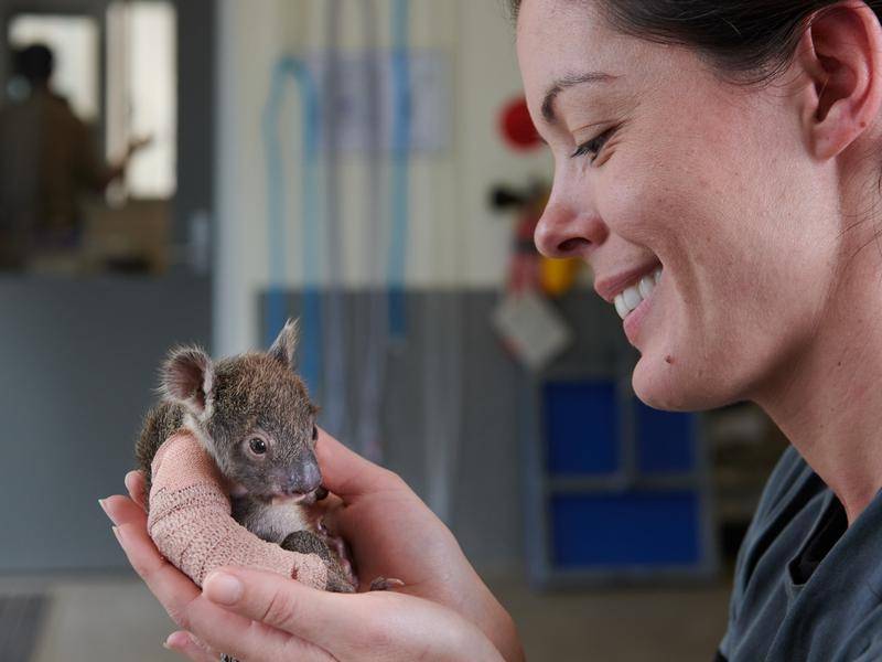 Baby koala gets a cast after falling from a tree in Melbourne
